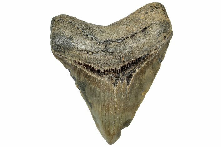 Serrated, Fossil Megalodon Tooth - North Carolina #307287